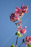 Lonicera hispidula, Chaparral Honeysuckle, is native in coastal California, seen here  ten feet up in a bush.