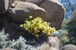 Southern Monkey flower in the rocks on Las Pilitas Rd.