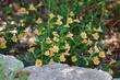 Lompoc Monkey flower is a nice looking plant. This one is about 15 years old. - grid24_24