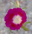 Clarkia speciosa has many variations. - grid24_24