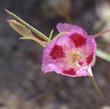 Clarkia speciosa