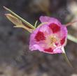 Clarkia speciosa - grid24_24