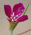 Farewell to spring, Clarkia purpurea is also known as Purple Clarkia or Winecup Clarkia