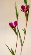 Winecup Clarkia