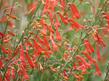 Also known as Penstemon bridgesii - grid24_24