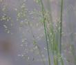 Tufted Hairgrass makes a fountain of these seeds. - grid24_24