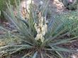 Spanish Bayonet and Banana Yucca. - grid24_24