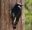 acorn-woodpecker-melanerpes-formicivorus on telephone pole - grid24_3