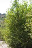 Rhamnus californica, Coffeeberry can make a good hedge.