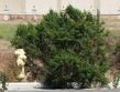 Coyote Bush in a vacant lot in Salinas.