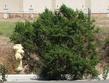 Coyote Bush in a vacant lot in Salinas. - grid24_24