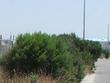 Coyote Bush as a hedge looks natural. But man disturbed the area and created a site for the Coyote Bush. Is that natural?