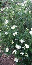 Bush Anemone makes a nice narrow hedge. - grid24_24