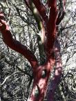 Arctostaphylos obispoensis San Luis Obispo Manzanita trunk of an old tree. Maybe 70-100 years old. - grid24_24