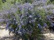 Santa Barbara Lilac is fast and showy in most coastal California gardens. - grid24_24