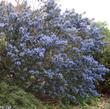 Ceanothus Tassajara Blue with no extra water in Escondido. - grid24_24