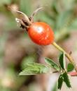 Mountain Rose or  Fragrant Rose hip. The stupid(smart ****) chipmunk ate the hip that afternoon.