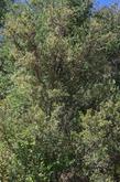Cercocarpus betuloides in the wild. This Mountain Mahogany  is about 30 years old. In most areas of California Mountain Mahogany makes a 5-6 ft. drought tolerant hedge. Useful in places like Los Angeles where green seems to be missing.