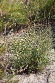 This is a young Mountain Mahogany after a couple of years with no water. It is mixed in with Trichostema and Chamise here. But nearby it's mixed with scrub oak and Pitcher sage.
