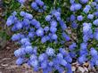 Ceanothus Concha is a very photogenic Mountain Lilac. Flowers can range from almost pink to royal Blue and into deep sky blue.  - grid24_24