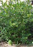 Tranquil Margarita is a beautiful coffee berry that looks very clean and neat in the ground. Wonderful for a small, 5 ft. hedge.