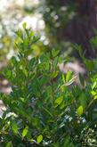 The leaves of Tranquil Margarita are very smooth, clean and almost glossy.