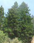 Young Coast Redwood, Sequoia sempervirens along the Big Sur Coast - grid24_24