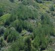 Bishop pine mixed with Vaccinium ovatum and Arctostaphylos crustacea subsp. eastwoodiana - grid24_24