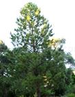 This Ponderosa Pine is about 20 years old.