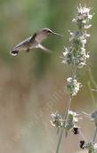 A Hmmingbird on Salvia apiana compacta