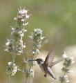 This little Hummingbird was watching as I took his picture on the Salvia apiana compacta. Native plants can bring life to you garden, naturally.
