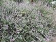 This Purple Sage was about 30 years old when this picture was taken. Purple sage is a common sage in the Los Angeles area.