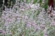 Purple Sage in Flower. Purple Sage is the biggest of the California sages.