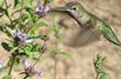 This Anna Hummingbird was working the Salvia munzii, which I keep misspelling munzesii.