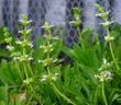 Salvia sonomensis, Farmar-Bower is a flat ground cover with yellow flowers. - grid24_24