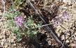 This Lupinus formosa was up on top of the ridge above Big Sur. - grid24_24