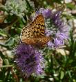 This Fritilary was on Monardella villosa obispoensis above Big Sur - grid24_24