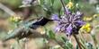 Costa's Hummingbird on Salvia Pozo Blue. - grid24_24