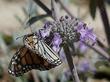A Monarch Butterfly on Salvia Vicki Romo