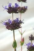 Salvia Carl Neilson is a hybrid sage with blue flowers and dark green foliage.