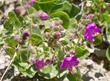 Mirabilis californica, Wishbone Bush plant