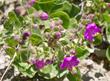 Mirabilis californica, Wishbone Bush plant - grid24_24