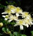 These Clematis were growing along the trail on top of Cuesta Ridge.climbing over Cercocarpus betuloides. - grid24_24