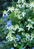 Clematis lasthania climbing on Ceanothus. In the coastal valleys of Santa Barbara and Los Angeles this vine can cover a hundred ft.  of fences. - grid24_24