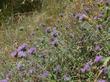 Monardella villosa obispoensis in southern Big Sur.