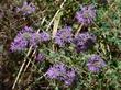 Monardella villosa obispoensis