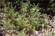 Del Mar manzanita makes nice small scale groundcover. - grid24_24