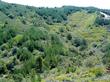 Here is a broder view of where Arctostaphylos crustacea ssp. eastwoodiana lives.  It is a knee high groundcover mixed with Bishop Pines. - grid24_24