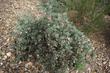 Arctostaphylos glandulosa adamsii makes a little gray bush that can be used as a ground cover.
