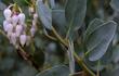 This big berried manzanita grows about 4 foot tall at 5000 ft. elevation. Does well in Escondido and Santa margarita.